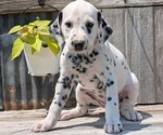 Small #1 Dalmatian
