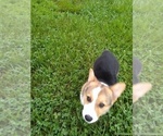 Small #8 Pembroke Welsh Corgi