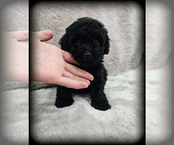 Medium Photo #3 Poodle (Toy) Puppy For Sale in MULBERRY, FL, USA