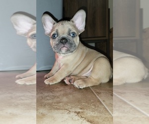 French Bulldog Puppy for sale in MIAMI, FL, USA
