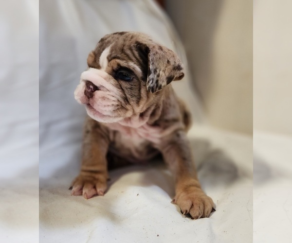 Medium Photo #5 English Bulldog Puppy For Sale in LIHUE, HI, USA
