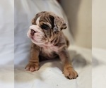 Small Photo #5 English Bulldog Puppy For Sale in LIHUE, HI, USA