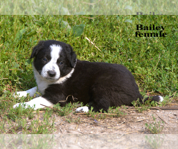 Medium Photo #8 Border-Aussie Puppy For Sale in CLARE, MI, USA