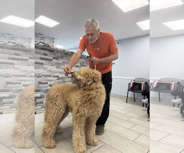 Medium Photo #3 Poodle (Standard) Puppy For Sale in Dumont, NJ, USA