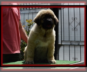 Medium Caucasian Shepherd Dog