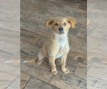 Small #1 Golden Retriever Mix