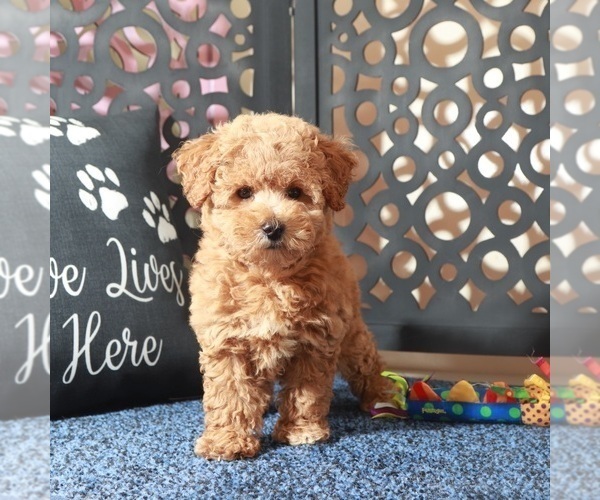 Medium Photo #3 Poochon Puppy For Sale in MOUNT VERNON, OH, USA