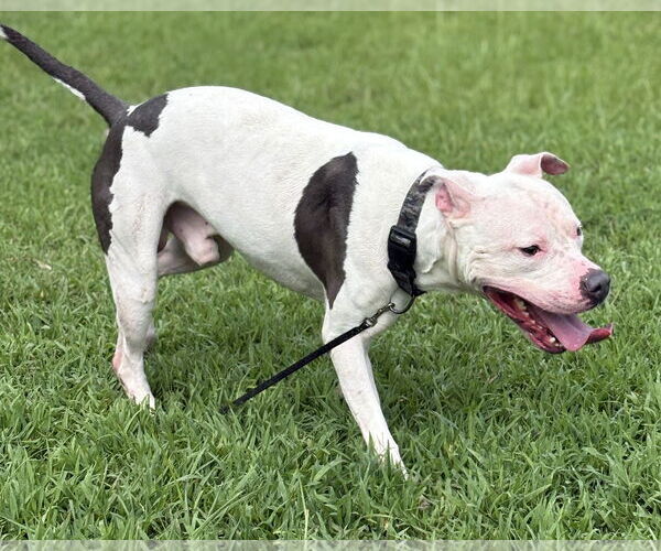 Medium Photo #6 American Pit Bull Terrier-Unknown Mix Puppy For Sale in Virginia Beach, VA, USA