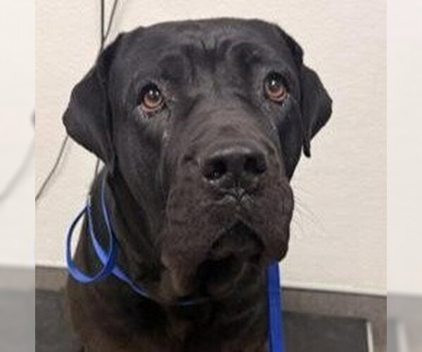 Medium Photo #1 Labrador Retriever-Unknown Mix Puppy For Sale in Lake Forest, CA, USA