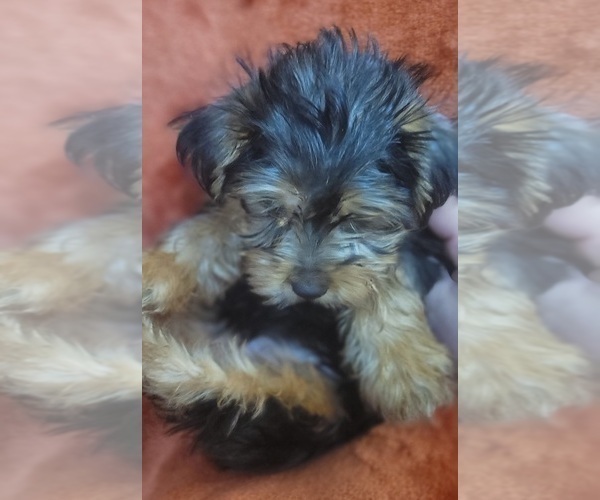 Medium Photo #5 Yorkshire Terrier Puppy For Sale in AKRON, OH, USA