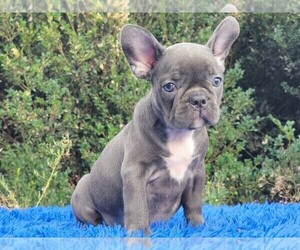 French Bulldog Puppy for sale in BOSTON, MA, USA