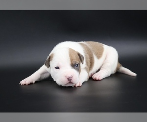 American Bully Puppy for sale in CHAMPAIGN, IL, USA
