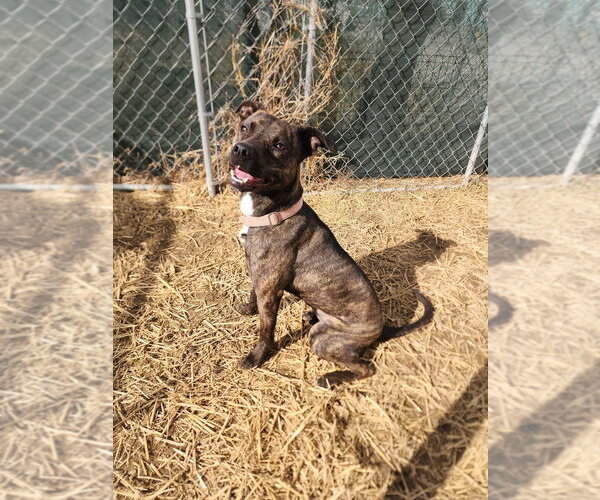 Medium Photo #4 Mutt Puppy For Sale in Evansville, IN, USA