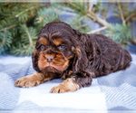 Small #3 Cocker Spaniel