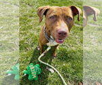 Small #3 American Pit Bull Terrier Mix
