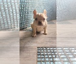 Small #3 French Bulldog
