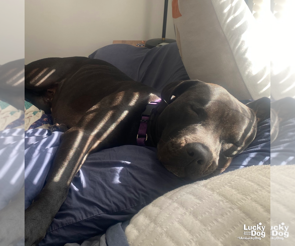 Medium Photo #4 Labrador Retriever Puppy For Sale in Washington, DC, USA