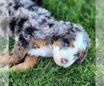 Small Photo #1 Miniature Bernedoodle Puppy For Sale in DALTON, OH, USA