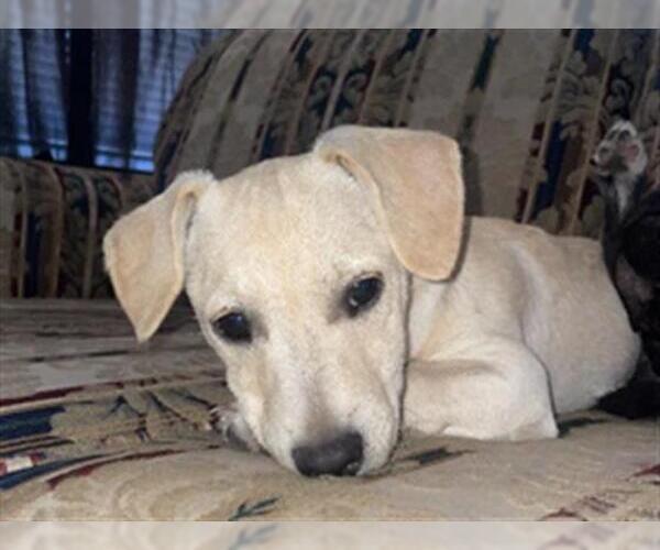 Medium Photo #3 Mutt Puppy For Sale in San Antonio, TX, USA