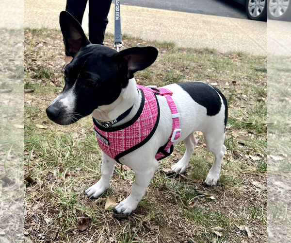 Medium Photo #2 Jack Russell Terrier-Unknown Mix Puppy For Sale in Rockville, MD, USA