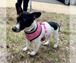 Small #1 Jack Russell Terrier Mix