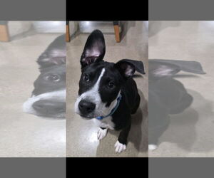 American Pit Bull Terrier-Unknown Mix Dogs for adoption in Germantown, OH, USA