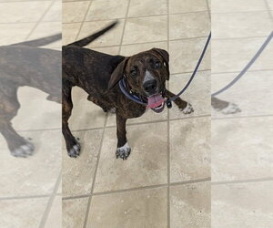 Mountain Cur-Unknown Mix Dogs for adoption in Frenchburg, KY, USA