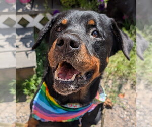 Rottweiler Dogs for adoption in Hillsboro, NH, USA