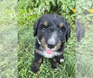 Medium Bernedoodle
