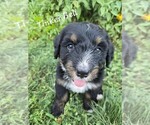 Puppy Tinker Bell Bernedoodle