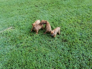 Rhodesian Ridgeback Puppy for sale in DOVER, AR, USA