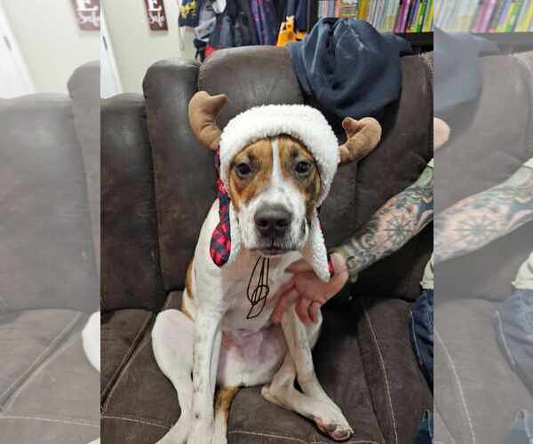 Medium Photo #7 Bullypit Puppy For Sale in Binghamton, NY, USA