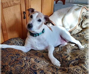 Jack Russell Terrier-Unknown Mix Dogs for adoption in Germantown, OH, USA