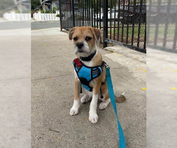Medium Photo #5 Mutt Puppy For Sale in San Diego, CA, USA