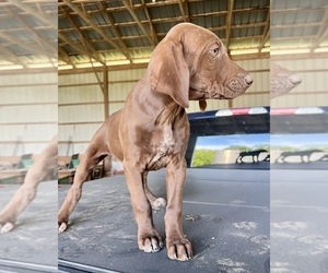 German Shorthaired Pointer Puppy for Sale in WARSAW, North Carolina USA
