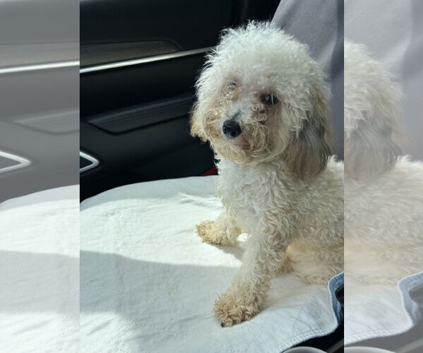 Medium Photo #3 Poodle (Miniature)-Unknown Mix Puppy For Sale in Pacolet, SC, USA