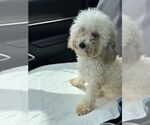 Small #2 Poodle (Miniature) Mix