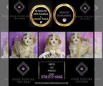 Small Photo #92 Poodle (Toy) Puppy For Sale in WARSAW, IN, USA