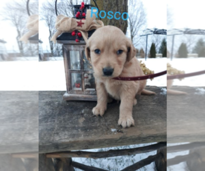 Golden Retriever Puppy for sale in CHICAGO, IL, USA