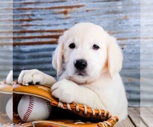 English Cream Golden Retriever Puppy for sale in DUNDEE, OH, USA