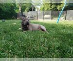 Small Photo #2 Chinese Shar-Pei Puppy For Sale in PRUNEDALE, CA, USA