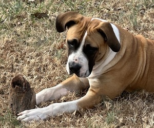 Mother of the Boerboel puppies born on 06/24/2025