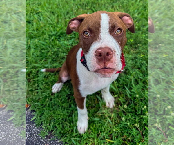 Medium Photo #3 Bullypit Puppy For Sale in Lighthouse Point, FL, USA