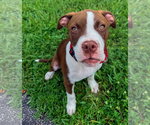Small #2 Bullypit