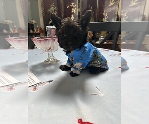 Poodle (Toy)-Yorkshire Terrier Mix Puppy for sale in NEWNAN, GA, USA