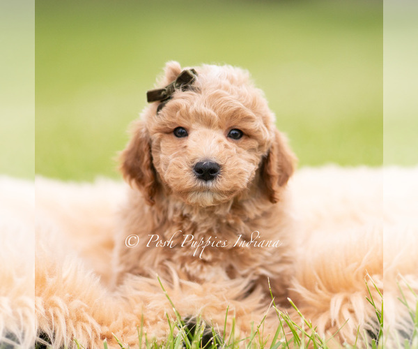 Medium Photo #4 Goldendoodle (Miniature) Puppy For Sale in WARSAW, IN, USA