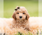 Small #3 Goldendoodle (Miniature)