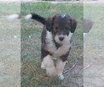 Small #2 Collie-Poodle (Miniature) Mix
