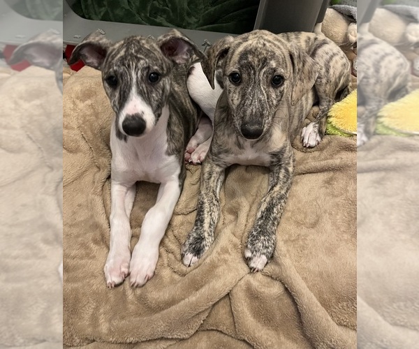 Medium Photo #9 Whippet Puppy For Sale in SOUTH SIOUX CITY, NE, USA