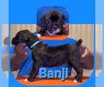 Puppy 3 America Bandogge Mastiff